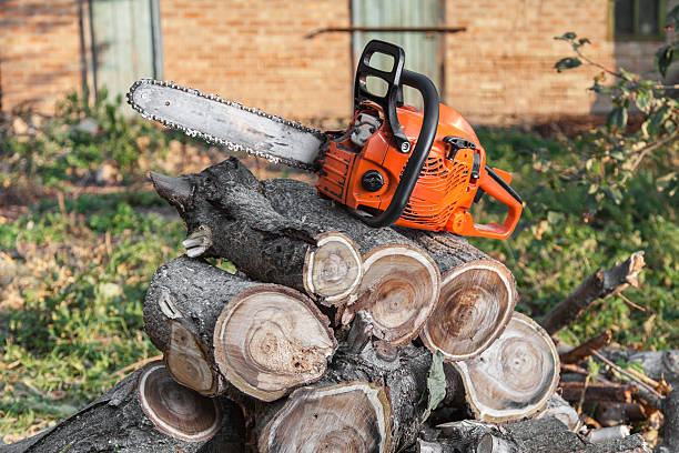 Professional Tree Service in Dermott, AR